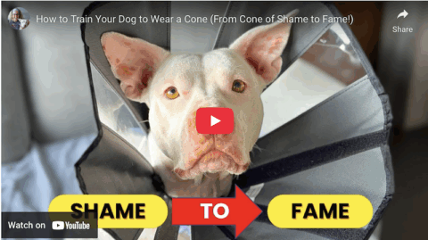 train dog to wear cone